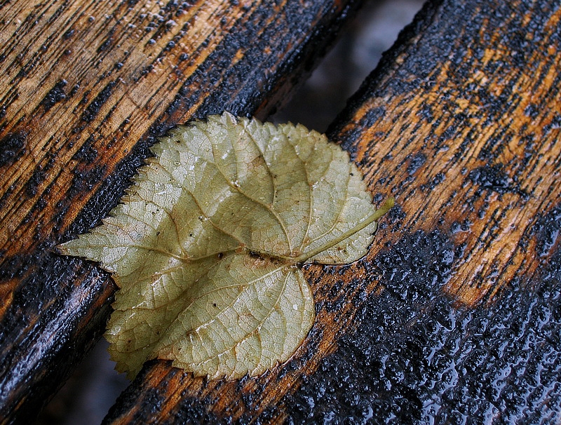 Blatt IMG_1889_Bildgröße ändern.jpg - Der Sommer ist vorbei